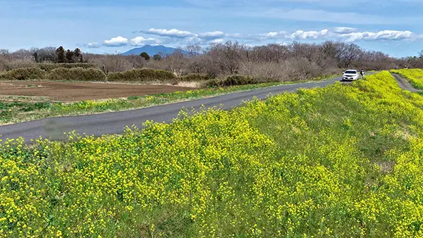 茨城県つくばみらい市の菜の花おすすめ観光スポットの小貝川堤防