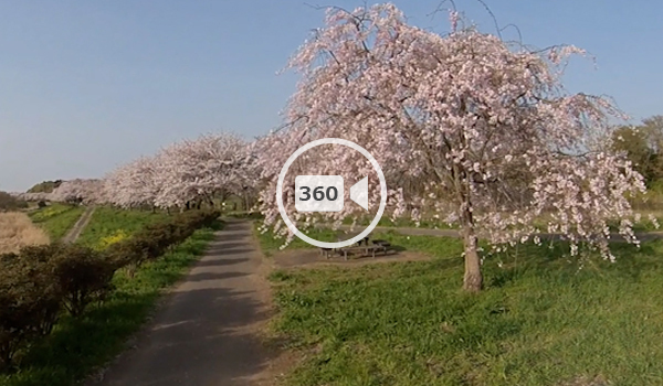 つくばみらい市おすすめ花見スポットのやすらぎ広場の桜の観光VR動画