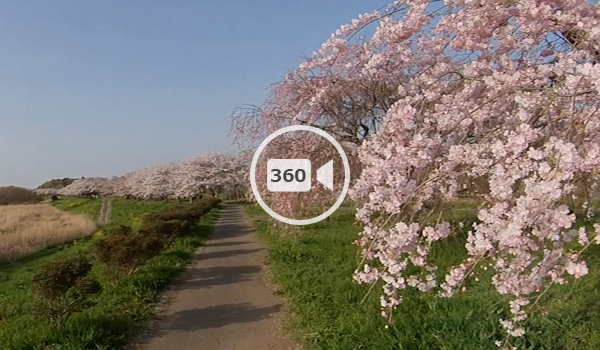 つくばみらい市のやすらぎ広場の桜360度動画