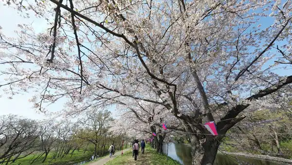 つくば市の福岡堰さくら公園VRツアー