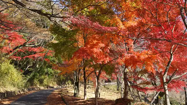 筑波山梅林の見返り縁台付近の紅葉写真