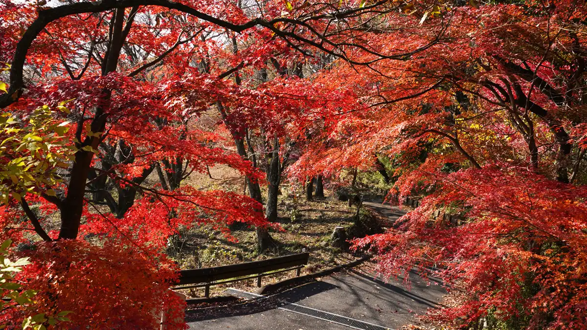 筑波山梅林林道の上部の紅葉の様子