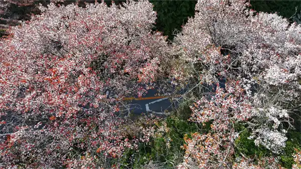 筑波山の桜山の八重桜の案内画像