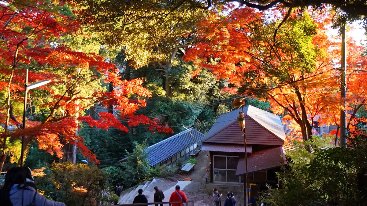 筑波山神社拝殿西側の階段付近の紅葉