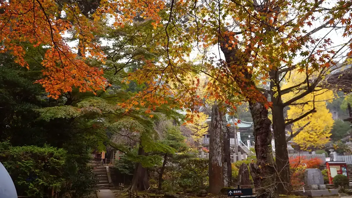 筑波山神社境内の随神門の西側の紅葉景観写真