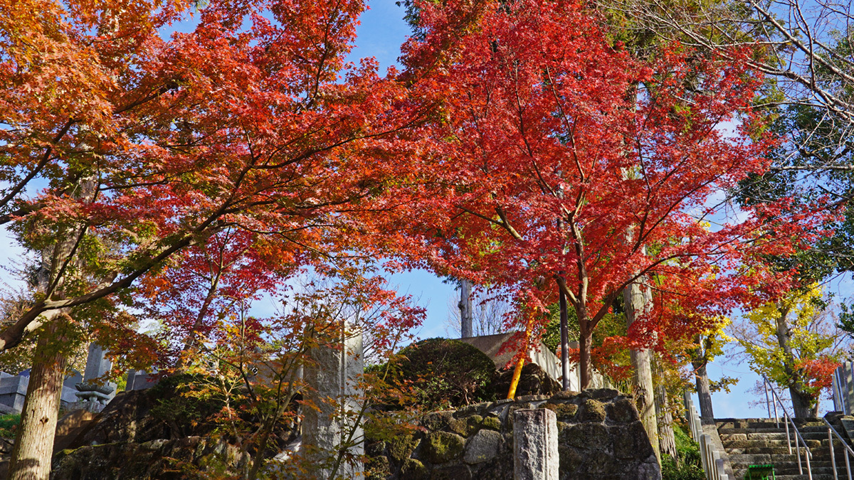 一乗院真福寺の参道の紅葉の様子とVRツアーリンク