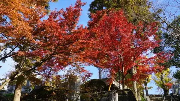 一乗院真福寺の参道の紅葉の様子