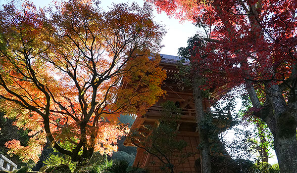 茨城県つくば市の紅葉名所の普門寺