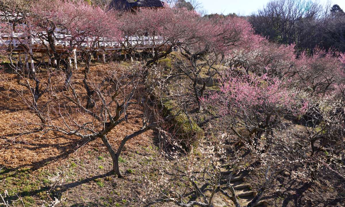 筑波山梅林の上部・展望四阿付近の梅林状況写真