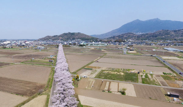 つくば市の桜の名所 花見スポット案内 茨城vrツアー