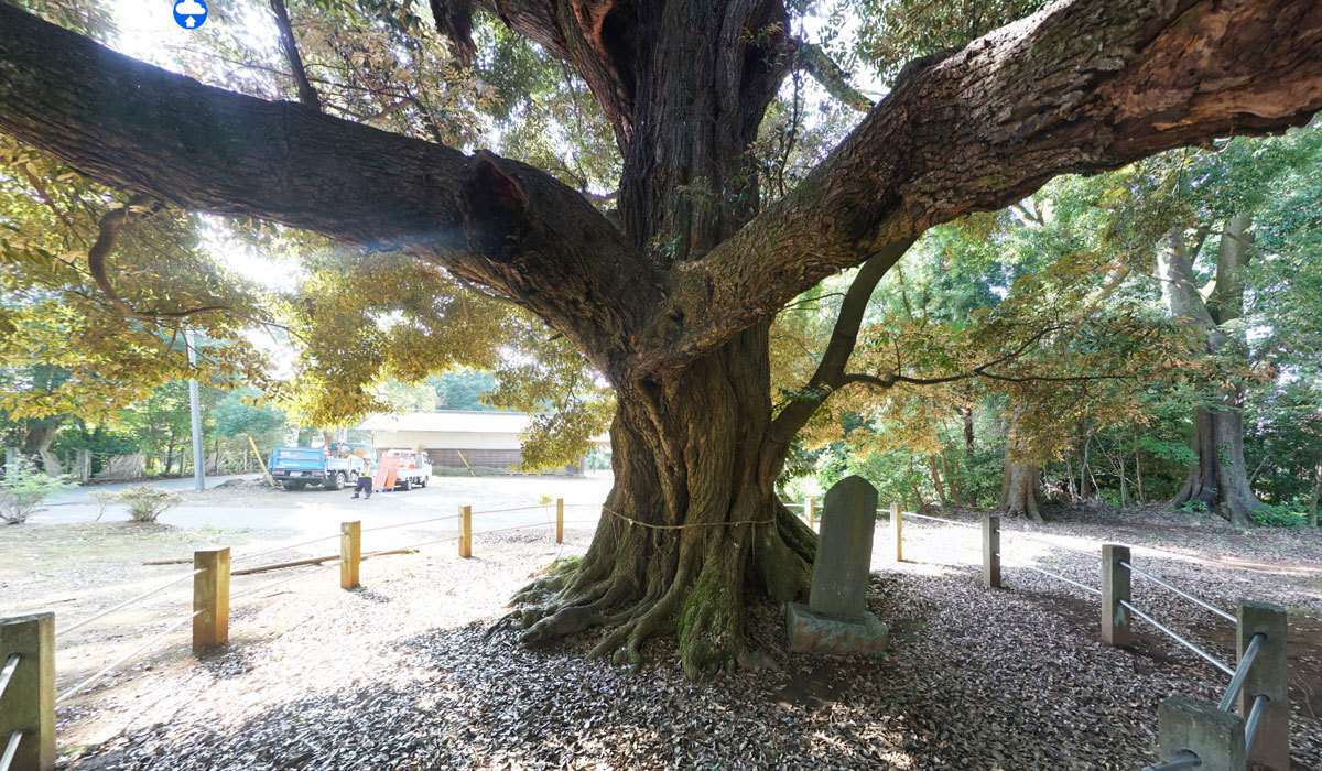 つくば市巨木おすすめスポットの月読神社のスダジイ