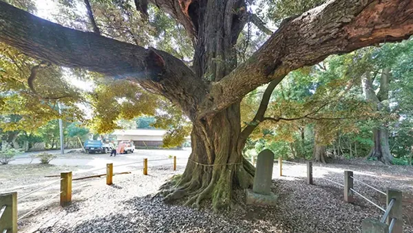 つくば市巨木おすすめスポットの月読神社のスダジイ