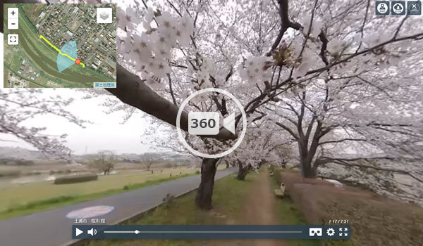土浦市の桜川の桜並木の歩行360度VR動画