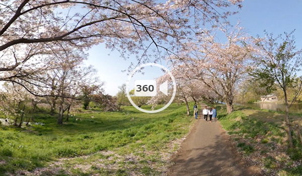 つくばみらい市の観光スポット360度VR動画の福岡堰の桜