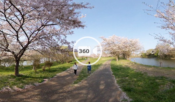 つくばみらい市の福岡堰の桜360度動画