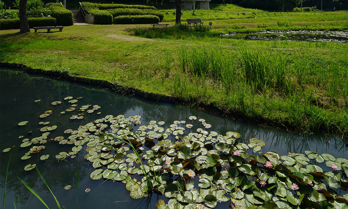 牛久市観光アヤメ園のスイレンの花・池のVRツアー