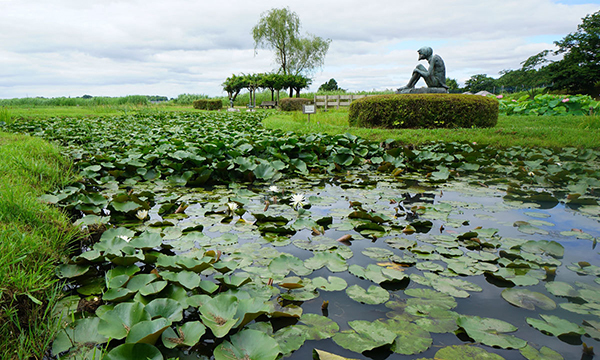 牛久市のスイレンの花・池季節名所の観光アヤメ園VRツアー