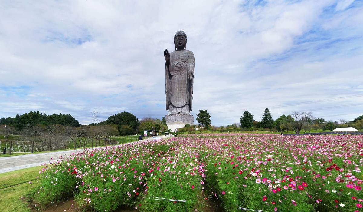 牛久市おすすめスポットの牛久大仏のコスモス