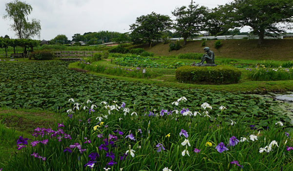 茨城県の花畑おすすめ観光スポットの牛久市観光アヤメ園の案内VRツアー
