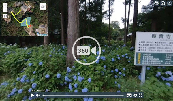牛久市の観音寺のあじさいの360度動画