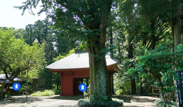 茨城県牛久市観光VRツアーの巨木おすすめスポットの観音寺のイチョウ