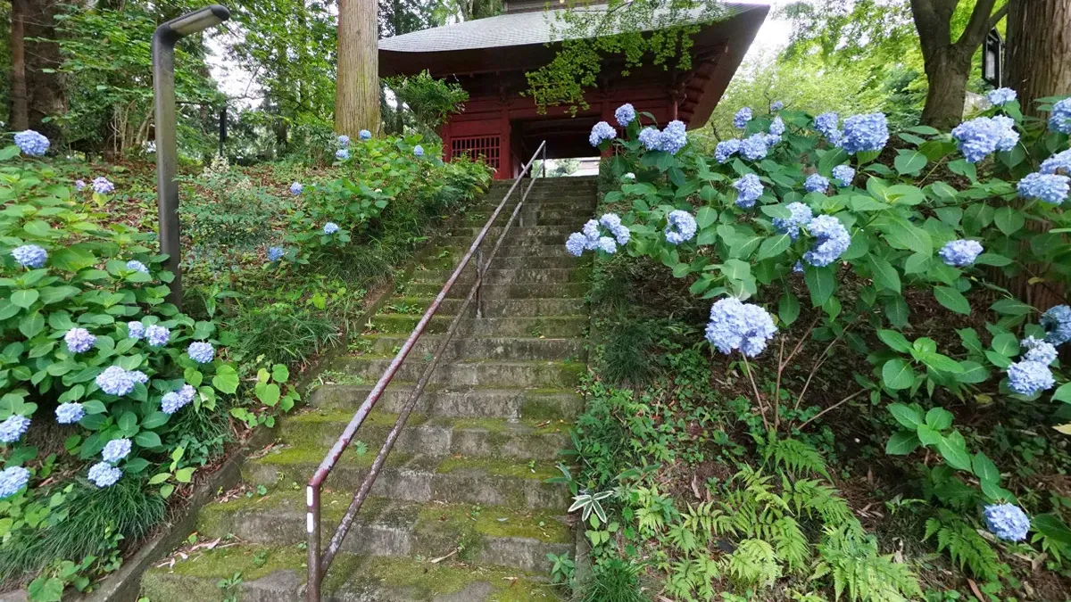 茨城県牛久市のあじさい観光名所の観音寺のあじさいの案内VRツアー