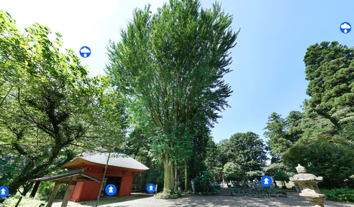 牛久市巨木おすすめ観光スポットの観音寺のイチョウとカヤの案内VRツアー