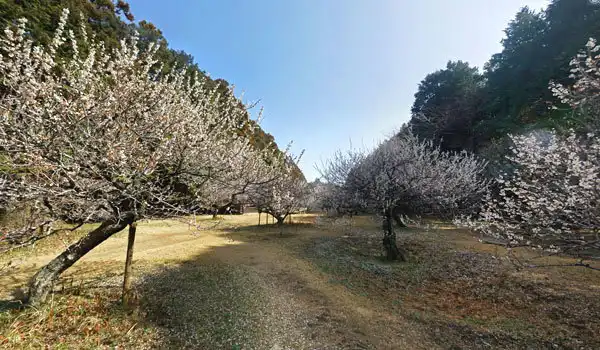 茨城県牛久市の観梅おすすめスポットの牛久自然観察の森の梅林