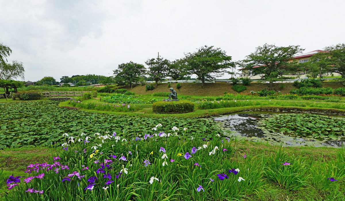 牛久市おすすめ季節観光スポットの牛久市観光アヤメ園