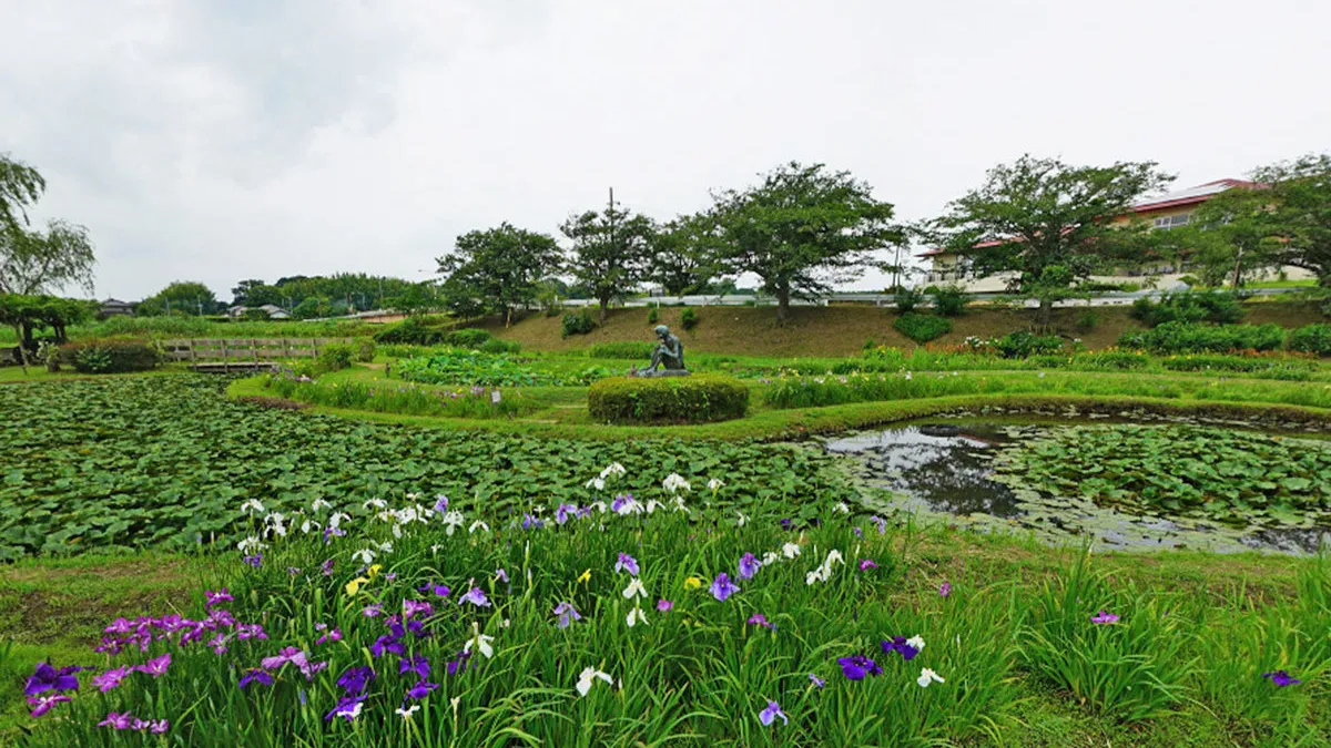 牛久市おすすめ季節観光スポットの牛久市観光アヤメ園