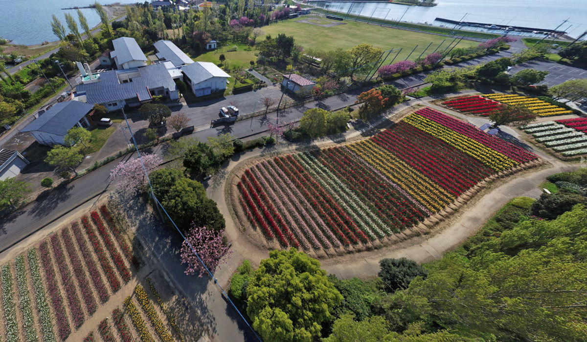 稲敷市の和田公園・チューリップ畑