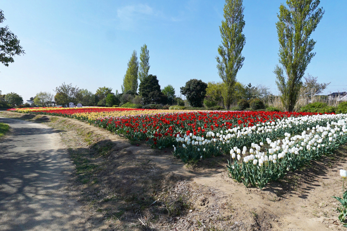 茨城県稲敷市和田公園のチューリップ畑・北側