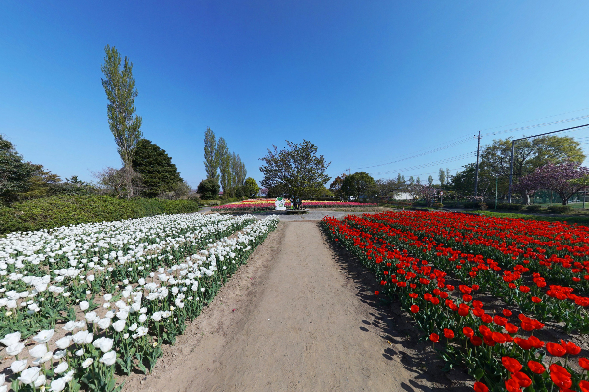 稲敷市和田公園のチューリップ畑