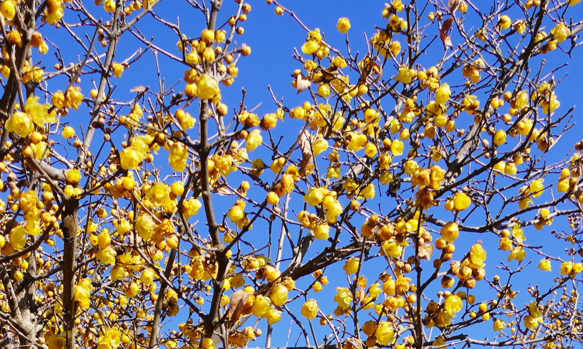 蝋梅の花