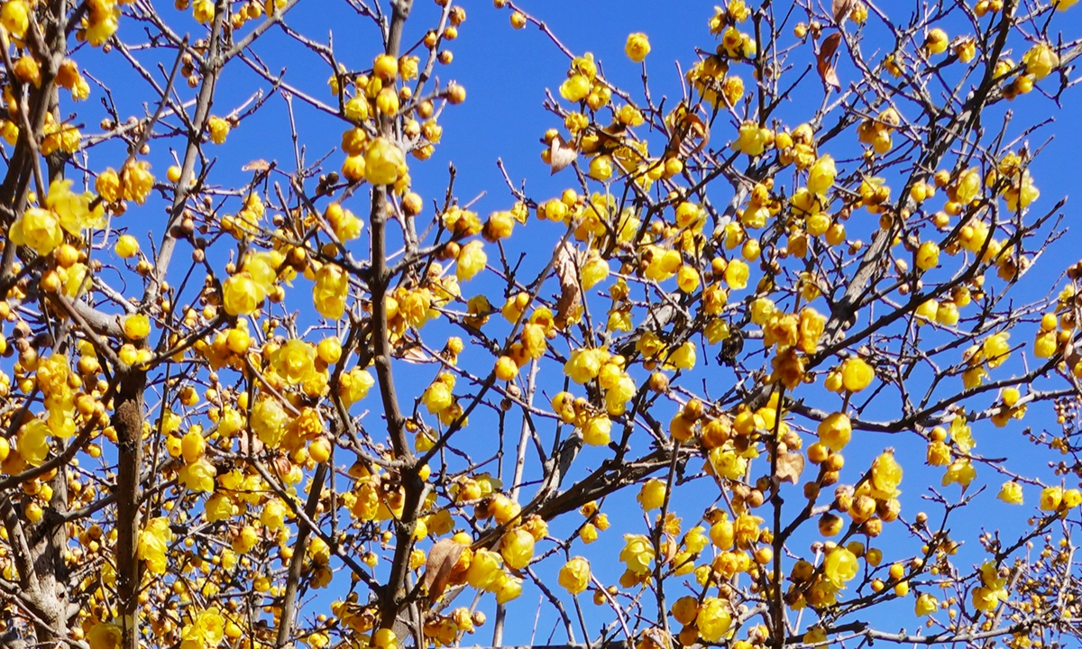 蝋梅の花の開花写真
