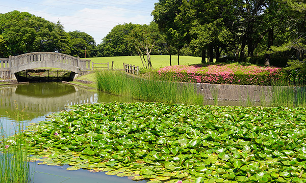 茨城県八千代町のスイレン名所の八千代町民公園の水連池