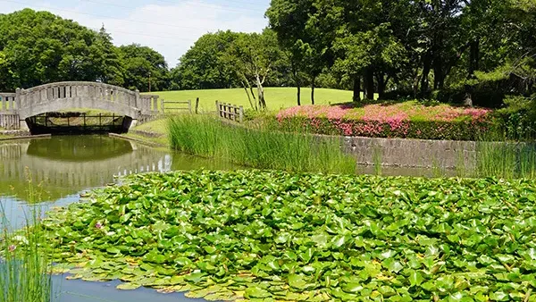 茨城県八千代町のスイレン名所の八千代町民公園の水連池