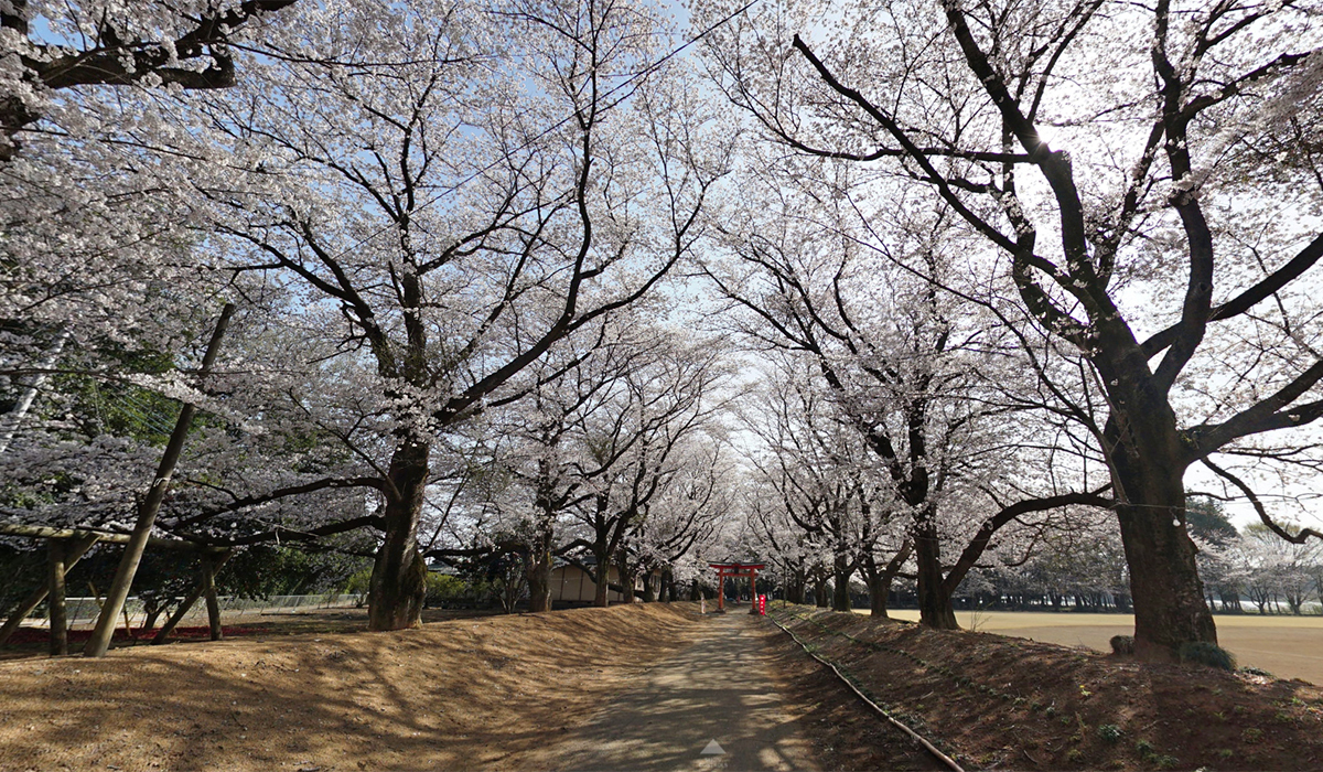 八千代町おすすめ観光名所の東蕗田天満社の桜の案内VRツアー