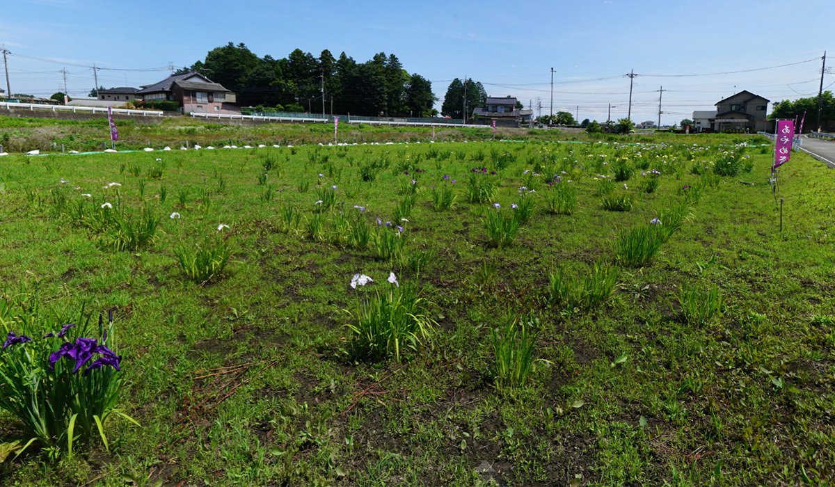 結城市観光VRツアーおすすめスポットの大栄寺(山川不動尊)・あやめ園