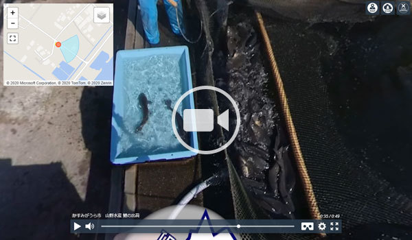 かすみがうら市の山野水産の鯉の活魚出荷の360度動画