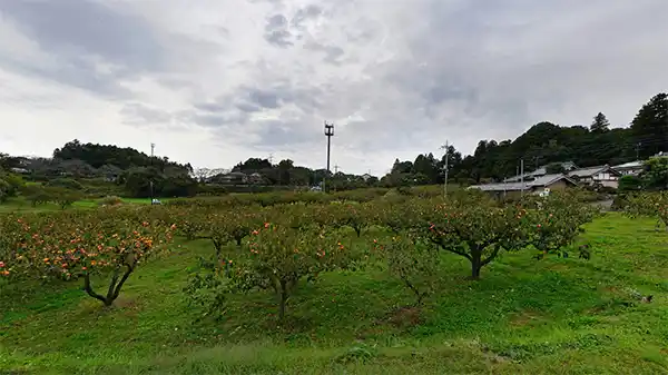 小美玉市おすすめ観光スポットの山内果樹園