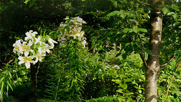 やすらぎの里小川のヤマユリの開花景観
