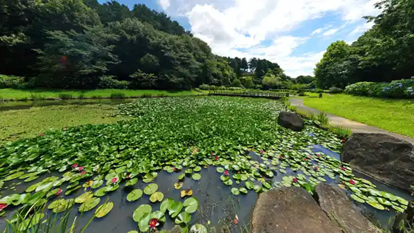 小美玉市中延のスイレンおすすめスポットのやすらぎの里小川・万寿池のスイレン