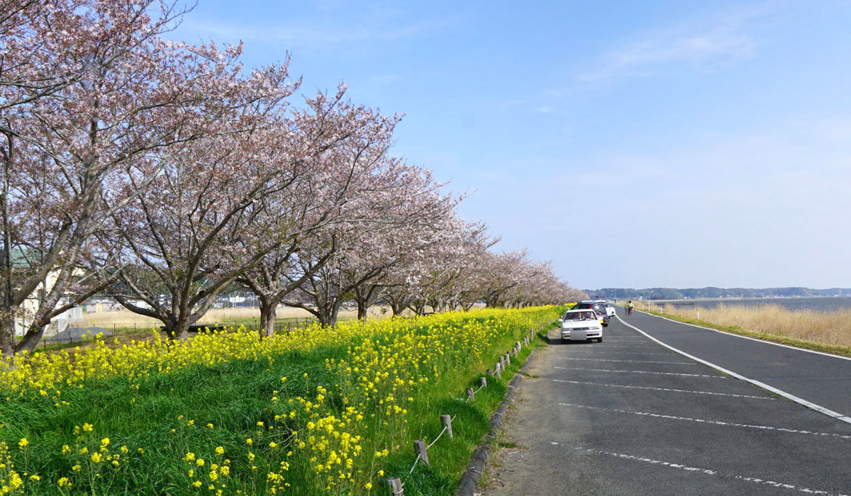 鉾田市の桜と菜の花の名所の安塚公園