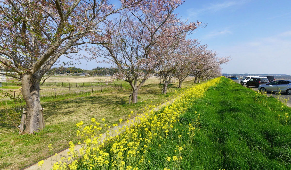 茨城県鉾田市の菜の花と桜の名所の安塚公園