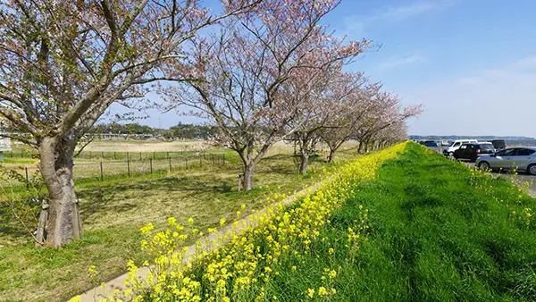 茨城県鉾田市の菜の花と桜の名所の安塚公園
