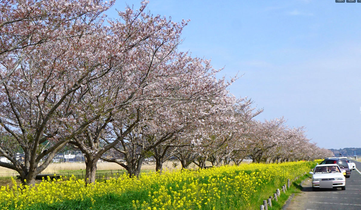 茨城県鉾田市の桜の名所安塚公園のVRツアー