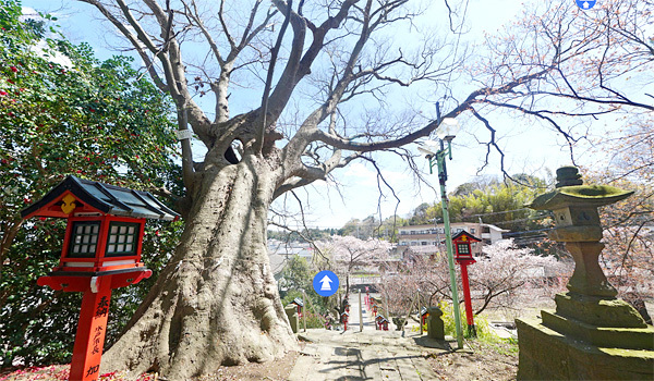 茨城県水戸市の巨木おすすめスポット吉田神社の大ケヤキ