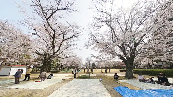 結城市の城跡歴史公園の桜VRツアー