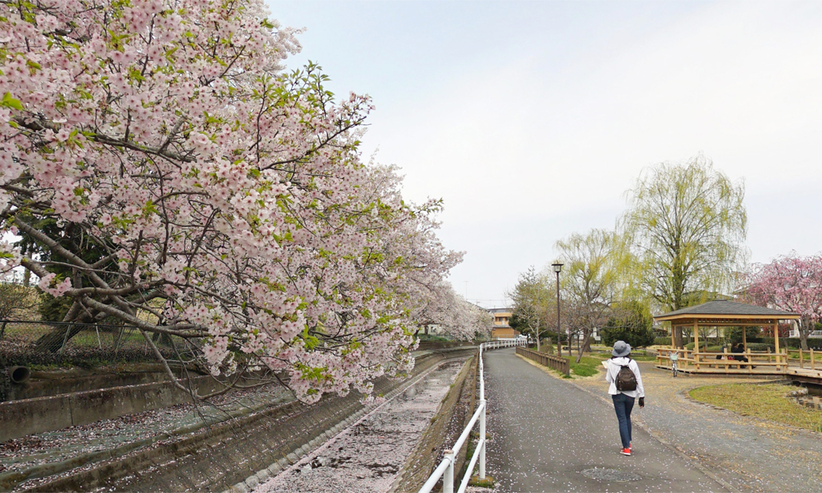 結城市の桜花見おすすめスポットの水辺公園